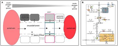 Dynamic Metabolic Zonation of the Hepatic Glucose Metabolism Is Accomplished by Sinusoidal Plasma Gradients of Nutrients and Hormones